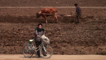 Dans les campagnes, la plupart des paysans travaillent la terre &agrave; la main, ou avec une charrue tir&eacute;e par un b&oelig;uf. (BOBBY YIP / REUTERS)