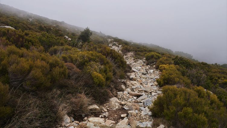 Cap Corse, where a fox cat was captured in 2008, on December 21, 2021. (AURORE THIBAULT / HANS LUCAS / AFP)