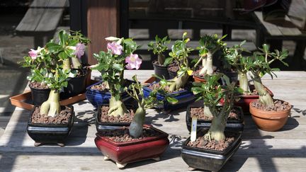 Une petite partie de la collection de roses du désert (Adenium obesum) de Léon Faligot, au jardin du Basroger.&nbsp; (ISABELLE MORAND / DIDIER HIRSCH / RADIO FRANCE / FRANCE INFO)