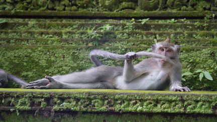 "Le Dandy de la forêt tropicale" : ce singe a été immortalisé par Delphine Casimir dans une forêt d'Ubu (Bali), un lieu sacré pour les Balinais, "où les singes sont rois !", selon elle. (DELPHINE CASIMIR)