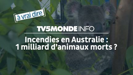 Un koala blessé en Australie lors des incendies. Brisbane, Queensland, Australie, 31 décembre 2019. (© TV5MONDE)