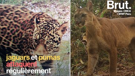 En pleine forêt amazonienne, les félins déciment les troupeaux des éleveurs. Le conseiller Tommy Gaillard tente de pacifier les relations.