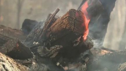 Incendies : près de 4 000 hectares brûlés en Gironde