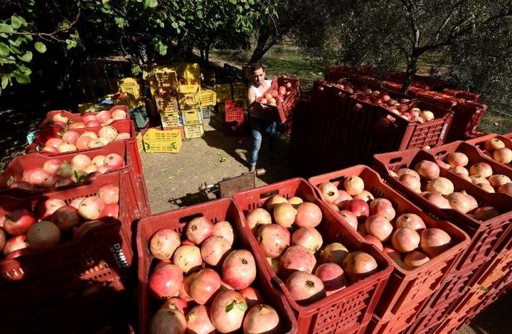 Caisses remplies de grenades après la cueillette à Testour (nord de la Tunisie) le 15 octobre 2016 (FETHI BELAID / AFP)