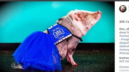 Le compte instragram dédié au cochon Lilou qui a été engagé par l'aéroport de San Francisco (Etats-Unis) pour calmer les voyageurs stressés., le 5 décembre 2016. (LILOU_SFPIG / INSTAGRAM)