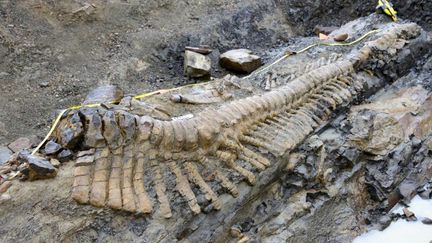 Une photo de l'Institut national d'histoire et d'anthropologie montrant&nbsp;l'excavation d'une queue de dinosaure dans l'Etat de Coahuila, au Mexique, le 22 juillet 2013. (- / INAH)