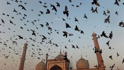 Nu&eacute;e de colombes devant la mosqu&eacute;e Jama Masjid &agrave; New Delhi (Inde), le 7 novembre 2011. (ROBERTO SCHMIDT / AFP)