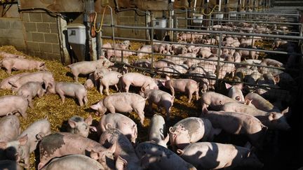 Des porcs dans une ferme à Maldon (Royaume-Uni), le 22 septembre 2021. (DANIEL LEAL / AFP)