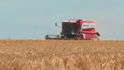 Agriculture : le défi de la première moisson pour un jeune céréalier