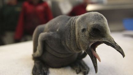 Un manchot royal &acirc;g&eacute; de 2 semaines est d&eacute;voil&eacute; &agrave; l'aquarium de MoodyGardens, Galveston (Texas), le 23 avril 2012. (JOHNNY HANSON / AP / SIPA)