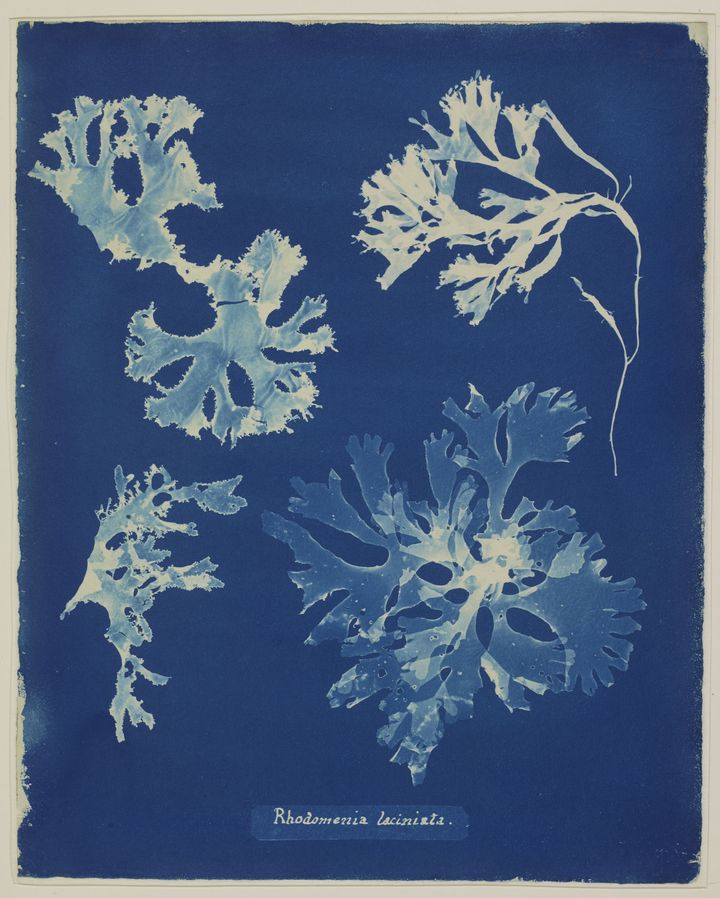 Anna Atkins, Photographs of British Algae : Fucus vesiculosus, 1841-1853. Cyanotype sur papierParis, Muséum national d’Histoire naturelle (Muséum national d’Histoire naturelle)