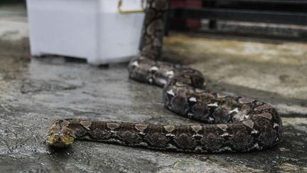 Un python est pris en photo à&nbsp;Jakarta (Indonésie) le 25&nbsp;janvier 2018. (EKO SISWONO TOYUDHO / ANADOLU AGENCY / AFP)