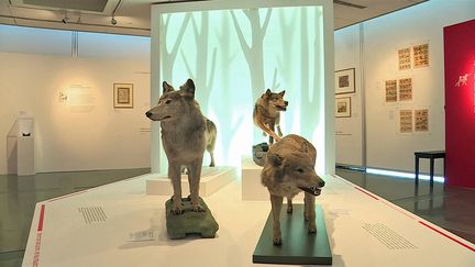 Exposition "Loup qui es-tu" au musée de l'Image d'Epinal&nbsp; (France 3 Lorraine)