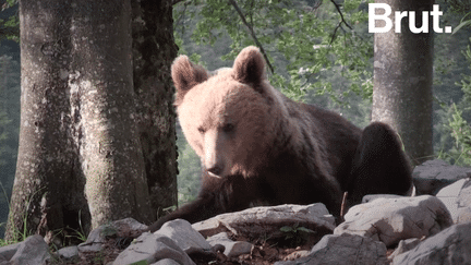 VIDEO. La Slovénie, un endroit de cohabitation entre l’homme et l’ours (BRUT)