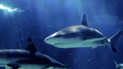 Un requin arrache le pied d'un touriste en Australie