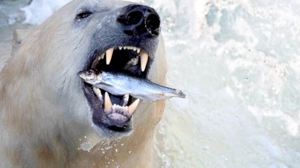 Un ours polaire est nourrit au zoo de Hanovre (Allemagne), le 8 f&eacute;vrier 2012. (JULIAN STRATENSCHULTE / AFP)