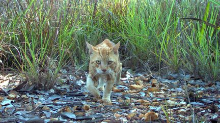 Un chat sauvage, photographi&eacute; dans le nord de l'Australie en novembre 2010. (HO / CHARLES DARWIN UNIVERSITY)