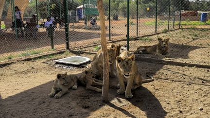 Pour sauver ces animaux d’une mort prématurée, Othmane Salih les a sortis du zoo de Khartoum. Il a créé en pleine savane, à une heure de route de la capitale, le "Sudan Animal Rescue", une petite réserve de quatre hectares qui abrite aujourd’hui dix-sept lions âgés de six mois à six ans. &nbsp; (ASHRAF SHAZLY / AFP)