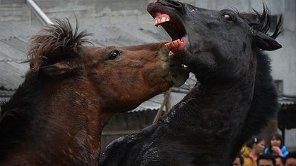 Deux &eacute;talons se battent lors de combats organis&eacute;s &agrave; l'occasion des c&eacute;l&eacute;brations de la nouvelle ann&eacute;e &agrave; Tiantou (Chine), le 2 f&eacute;vrier 2014. (MARK RALSTON / AFP)