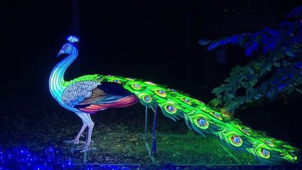 Ardèche : à Peaugres, un safari plein de lumière émerveille les visteurs