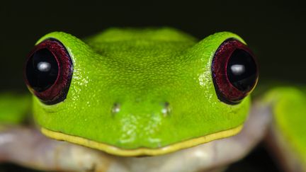 Grenouille colombienne (MARY EVANS/SIPA / SIPA)