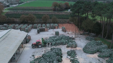 En 2023, 6 millions de sapins naturels ont été achetés en France. Reportage dans le Morbihan, où la récolte a déjà débuté.