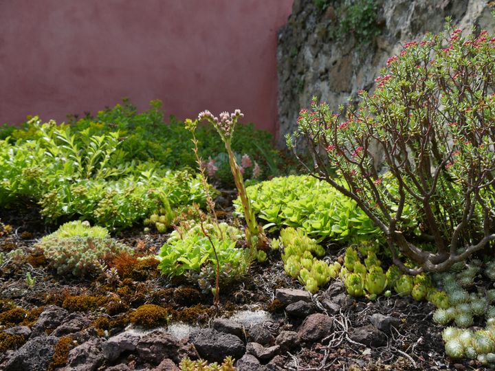 Crassula, joubarbes, sédums... sont des plantes idéales pour les toits.&nbsp; (ISABELLE MORAND / RADIO FRANCE / FRANCE INFO)