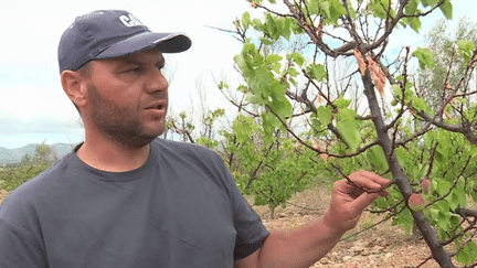 Sécheresse : dans les Pyrénées-Orientales, les agriculteurs redoutent une catastrophe (France 3)