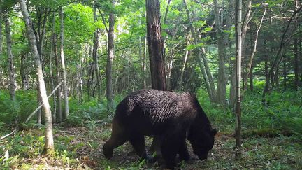 Un ours, soupçonné d'être OSO18, photographié à Shibecha, au Japon, le 25 juin 2023. (TOWN OF SHIBECHA / AFP)