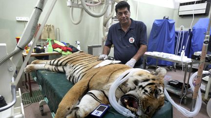 Amir Khalil, le directeur de l'association Four Paws, aux côtés d'un&nbsp;tigre évacué d'un zoo&nbsp;de Khan Yunis, dans la bande de Gaza, le 24 août 2016, près de Tel Aviv, en Israël. (MENAHEM KAHANA / AFP)