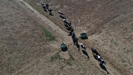 Un troupeau de vaches dans un champ jauni,&nbsp;brûlé par la sécheresse à Tinteniac (Ille-et-Vilaine), le 6 août 2022. (DAMIEN MEYER / AFP)