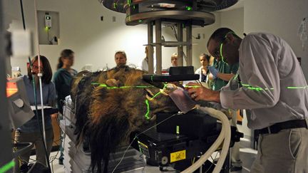 Tsavo, un lion atteint d'une cancer est pr&eacute;par&eacute; par une &eacute;quipe m&eacute;dicale afin d'&ecirc;tre trait&eacute; &agrave; l'&eacute;cole v&eacute;t&eacute;rinaire de Knoxville (Tennessee), le 6 juillet 2012. (AMY SMOTHERMAN / AP / SIPA)