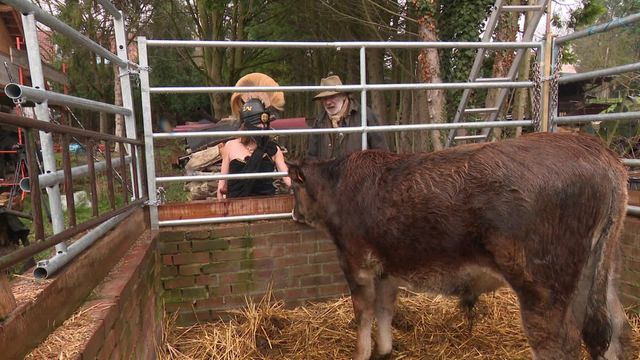 Zeus, le taureau future star des planches