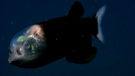 Exposition "Océan, une plongée insolite
 (France 3 / culturebox / capture d&#039;écran)