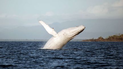 Migaloo, une rare baleine blanche, a &eacute;t&eacute; observ&eacute;e les 20 et 21 juin 2014 au large de l'Australie.&nbsp; (JENNY DEAN / AP / SIPA)