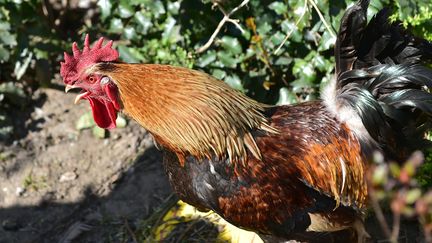 Un coq dans un poulailler à Limoges, le 2 avril 2020. Photo d'illustration. (BRIGITTE AZZOPARD / MAXPPP)