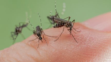 L'Aedes Albopictus, dit moustique tigre, est reconnaissable aux rayures blanches sur ses pattes.&nbsp; (ROGER ERITJA / BIOSPHOTO / AFP)