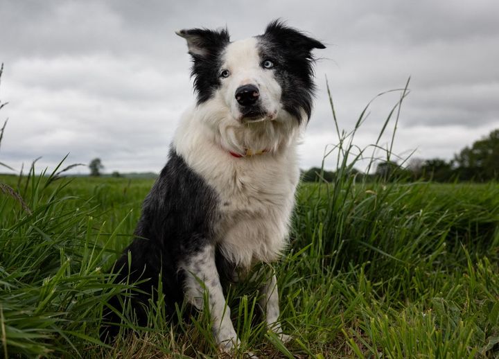 Messi, le chien du film "Anatomie d'une chute", pose lors d'une séance photo à Menucourt, en banlieue parisienne, le 2 mai 2024. (ALAIN JOCARD / AFP)