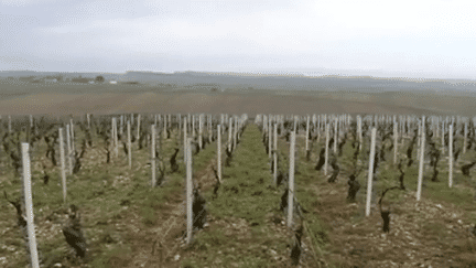 Grêle : le vignoble chablisien partiellement détruit