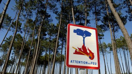 Une forêt de pins maritimes dans les Landes, le 21 juillet 2019. (PHILIPPE ROY / AFP)