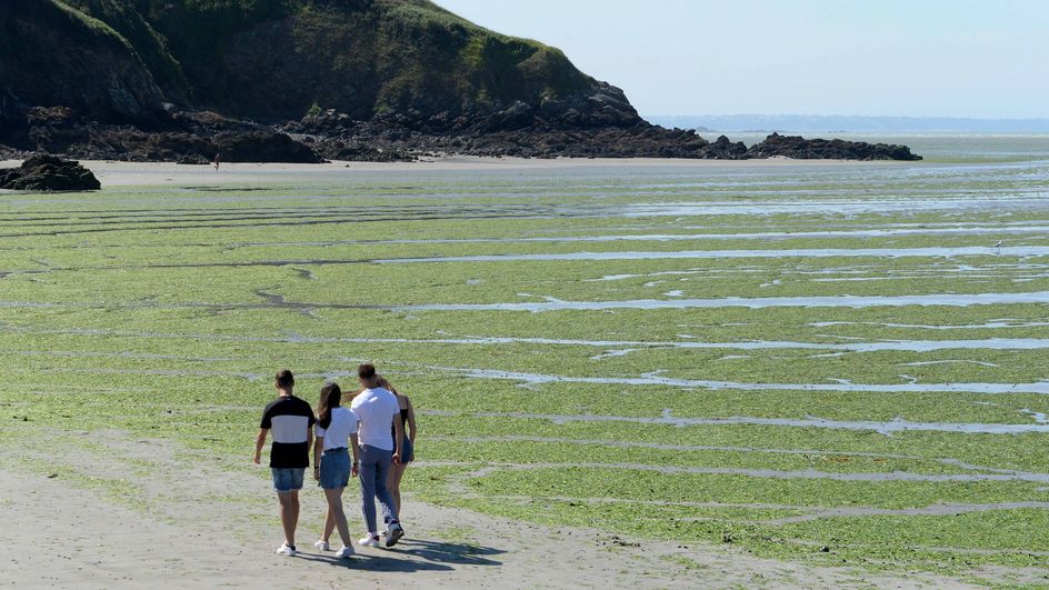 Bretagne : Les échouages D'algues Vertes En Baisse Mais Toujours Importants