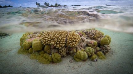 Des coraux au large de Tahiti (Polynésie française). (GREGORY BOISSY / AFP)