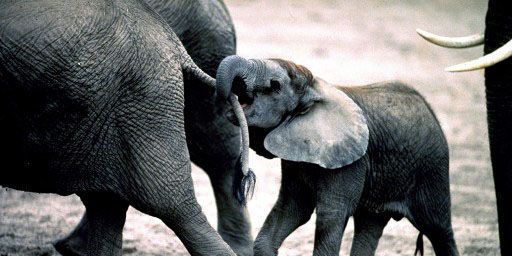 Elephants dans le parc national d'Amboseli au Kenya (9-12-2012) (AFP - Biosphoto - Michel et Christine Denis-Huot)