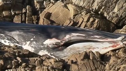 Loire-Atlantique : une baleine retrouvée échouée près de la Baule