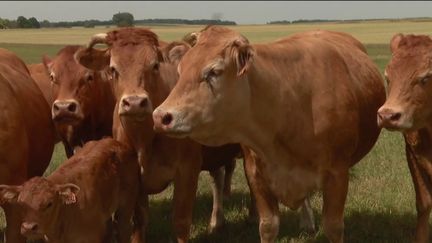 Agriculture : les céréales et les élevages bovins touchés par la canicule