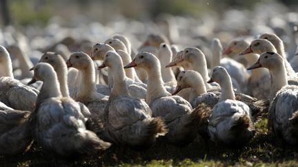 Un élevage de canards à&nbsp;Bénesse-Maremne dans les Landes, menacé par l'épidémie de grippe aviaire. (IROZ GAIZKA / AFP)