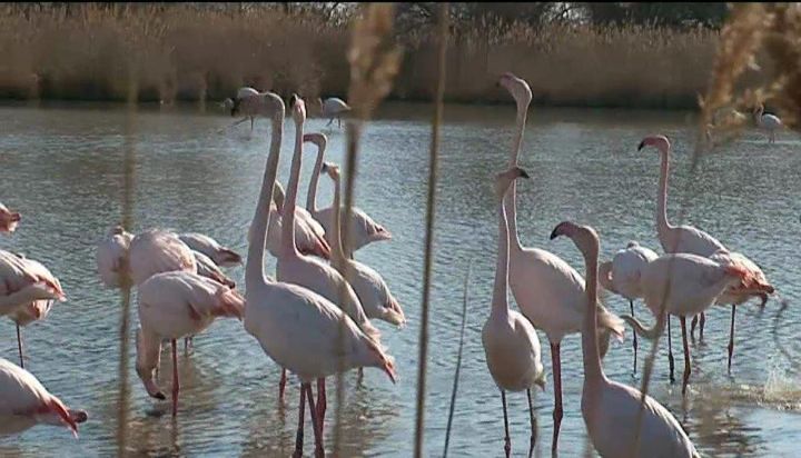 Flamants roses en Camargue.
 (France 3/Culturebox)