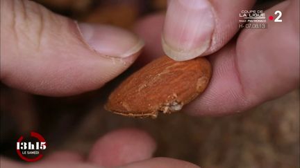 VIDEO. "La meilleure amande du monde est ici", affirme le chocolatier Patrick Roger au milieu de ses amandiers près de Perpignan