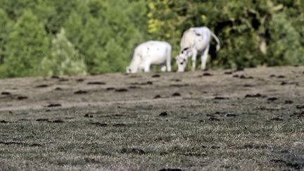 Sécheresse à Solre-le-Château, dans le Nord, le 9 août 2018. (BELLOUMI / MAXPPP)