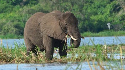 Eléphant dans le parc national Reine Elisabeth en Ouganda, le 12 mars 2018. (ANTOINE LORGNIER / ONLY WORLD / ONLY FRANCE)